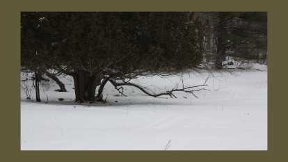 photograph of dark tree in snow